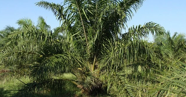 Puspaham Kawal Keputusan Bupati Irham Kalenggo Hentikan PT Marketindo Selaras