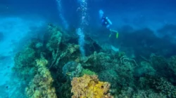 Kisah Bangkai Kapal Jepang di Laut Desa Kulati: Antara Sejarah dan Pesona Bawah Laut 7 Kisah Bangkai Kapal Jepang di Laut Desa Kulati: Antara Sejarah dan Pesona Bawah Laut