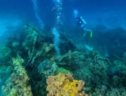 Kisah Bangkai Kapal Jepang di Laut Desa Kulati: Antara Sejarah dan Pesona Bawah Laut