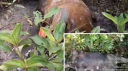 Kematian Massal Sapi di Konawe Selatan Picu Kepanikan Warga 14 Kematian Massal Sapi di Konawe Selatan Picu Kepanikan Warga
