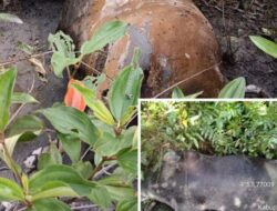 Kematian Massal Sapi di Konawe Selatan Picu Kepanikan Warga