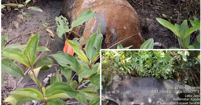 Kematian Massal Sapi di Konawe Selatan Picu Kepanikan Warga