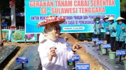 Respons Harga Cabai Naik, PKK Sultra Tanam 9.200 Bibit, Wali Kota Kendari Beri Dukungan