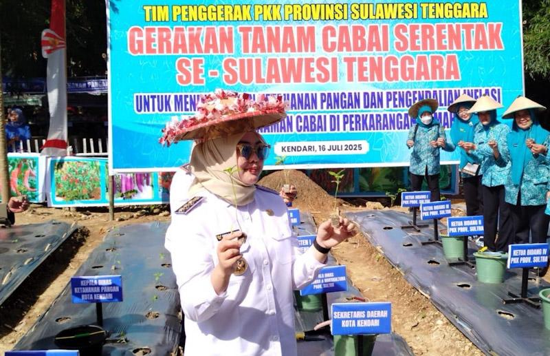 Respons Harga Cabai Naik, PKK Sultra Tanam 9.200 Bibit, Wali Kota Kendari Beri Dukungan