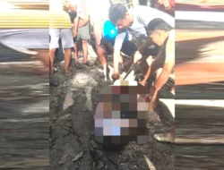 Petani Buton Selatan Dimangsa Piton, Warga Temukan Tubuh di Perut Ular