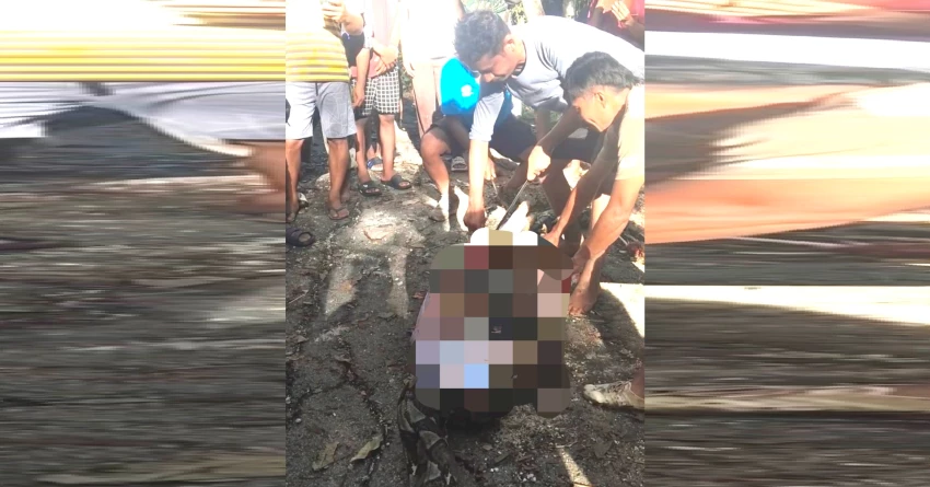 Petani Buton Selatan Dimangsa Piton, Warga Temukan Tubuh di Perut Ular