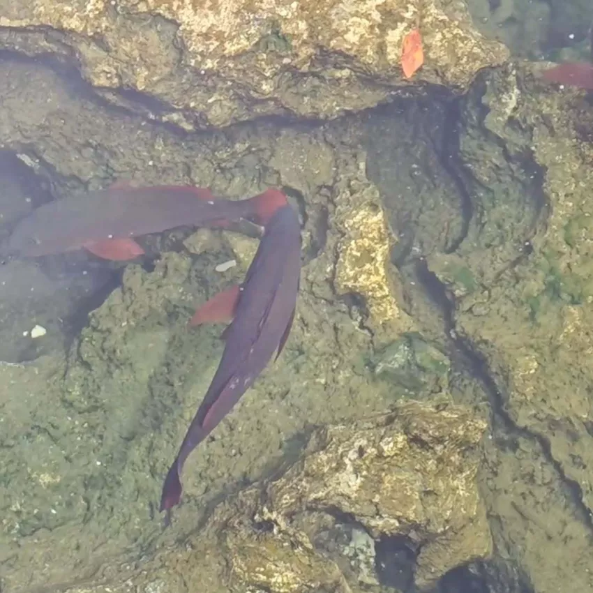 Misteri Kolam Ikan Purba di Wasuemba Buton, Warga Tak Berani Tangkap