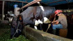 Kisah Tommy Wavolta, Pengusaha Pakan Ternak Asal Ponorogo yang Sukses Berkat KUR BRI