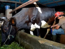 Kisah Tommy Wavolta, Pengusaha Pakan Ternak Asal Ponorogo yang Sukses Berkat KUR BRI