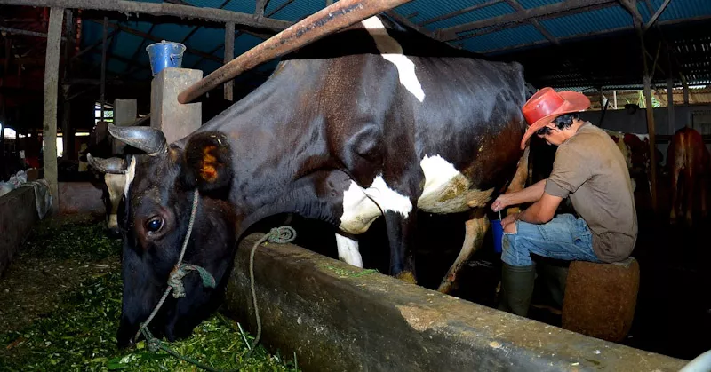 Kisah Tommy Wavolta, Pengusaha Pakan Ternak Asal Ponorogo yang Sukses Berkat KUR BRI 1 Kisah Tommy Wavolta, Pengusaha Pakan Ternak Asal Ponorogo yang Sukses Berkat KUR BRI