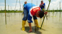 Pertamina Patra Niaga Tanam 1.000 Mangrove di Cagar Alam Panua, Dukung Konservasi & Pemberdayaan Masyarakat 13 Pertamina Patra Niaga Tanam 1.000 Mangrove di Cagar Alam Panua, Dukung Konservasi & Pemberdayaan Masyarakat