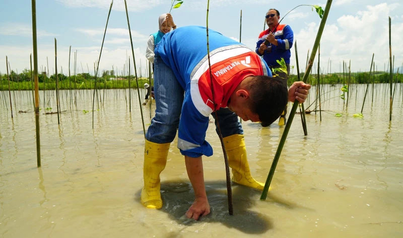 Pertamina Patra Niaga Tanam 1.000 Mangrove di Cagar Alam Panua, Dukung Konservasi & Pemberdayaan Masyarakat