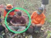 Warga Batauga yang Hilang di Hutan Desa Molagina Ditemukan Selamat dalam Kondisi Lemas