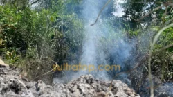 Peringatan BMKG: Suhu Tinggi di Kendari Tingkatkan Risiko Kebakaran Lahan