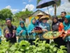 Dukung Program Ketahanan Pangan, TP PKK Muna Barat Panen Sayur di Tiworo Kepulauan