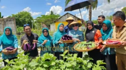 Dukung Program Ketahanan Pangan, TP PKK Muna Barat Panen Sayur di Tiworo Kepulauan 9 Dukung Program Ketahanan Pangan, TP PKK Muna Barat Panen Sayur di Tiworo Kepulauan
