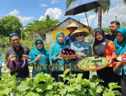 Dukung Program Ketahanan Pangan, TP PKK Muna Barat Panen Sayur di Tiworo Kepulauan