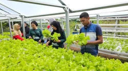 Pertamina Patra Niaga Sulawesi Dukung Kemandirian Pangan Lewat Program CSR di Maros