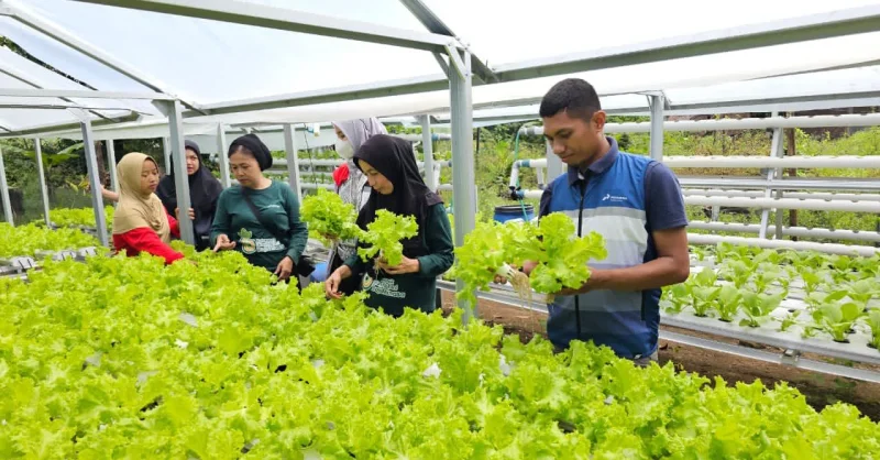 Pertamina Patra Niaga Sulawesi Dukung Kemandirian Pangan Lewat Program CSR di Maros