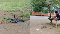 Warga Desa Latompe Muna Barat Temukan Ular Kobra di Kebun