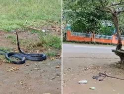 Warga Desa Latompe Muna Barat Temukan Ular Kobra di Kebun