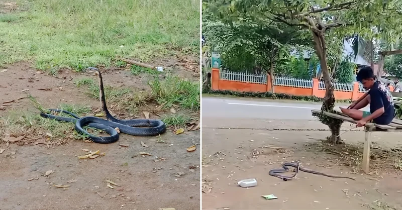 Warga Desa Latompe Muna Barat Temukan Ular Kobra di Kebun