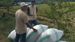 Bulog Bombana Mulai Serap Gabah Petani, Target 2026 Capai 64,5 Juta Kg 7 Bulog Bombana Mulai Serap Gabah Petani, Target 2026 Capai 64,5 Juta Kg