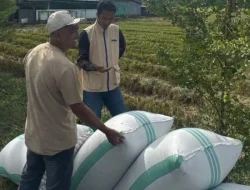 Bulog Bombana Mulai Serap Gabah Petani, Target 2026 Capai 64,5 Juta Kg