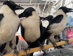 Mabes Polairud dan Karantina Sultra Gagalkan Penyelundupan 193 Burung Dilindungi ke Surabaya