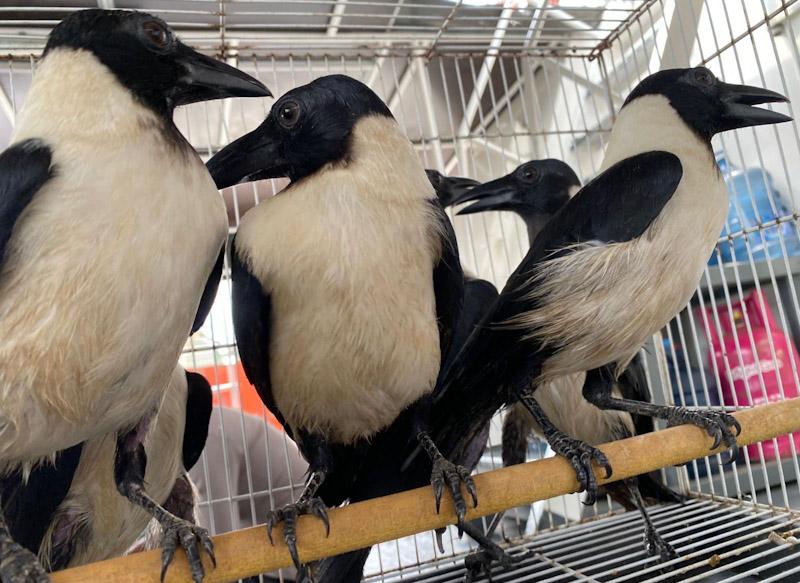 Mabes Polairud dan Karantina Sultra Gagalkan Penyelundupan 193 Burung Dilindungi ke Surabaya