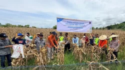 Ubah Lahan Tidur Jadi Produktif, Petani Binaan PT Vale di Tondowolio Kolaka Panen Perdana Jagung Pakan 12 Ubah Lahan Tidur Jadi Produktif, Petani Binaan PT Vale di Tondowolio Kolaka Panen Perdana Jagung Pakan