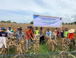 Ubah Lahan Tidur Jadi Produktif, Petani Binaan PT Vale di Tondowolio Kolaka Panen Perdana Jagung Pakan