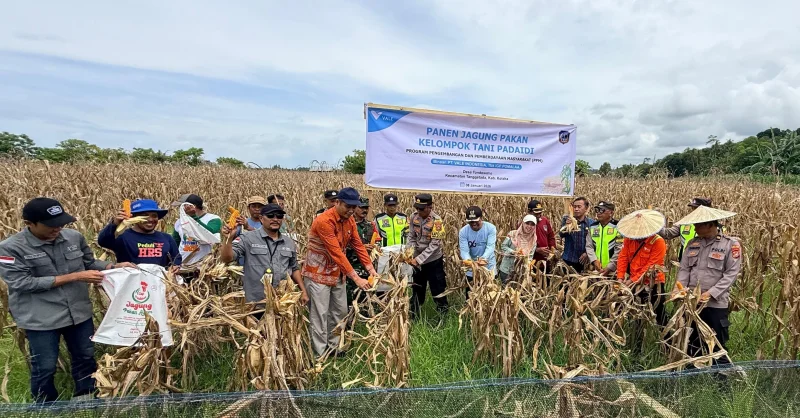 Ubah Lahan Tidur Jadi Produktif, Petani Binaan PT Vale di Tondowolio Kolaka Panen Perdana Jagung Pakan 1 Ubah Lahan Tidur Jadi Produktif, Petani Binaan PT Vale di Tondowolio Kolaka Panen Perdana Jagung Pakan
