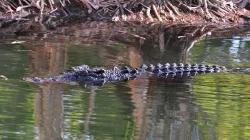 Bocah 14 Tahun di Konsel Dilaporkan Diterkam Buaya saat Mandi di Sungai