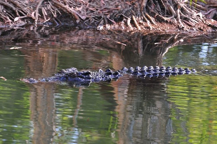 Bocah 14 Tahun di Konsel Dilaporkan Diterkam Buaya saat Mandi di Sungai