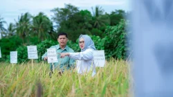 PT Vale Dorong Ketahanan Pangan, Panen Demplot Padi Berkelanjutan di Kolaka Tunjukkan Hasil Positif 11 PT Vale Dorong Ketahanan Pangan, Panen Demplot Padi Berkelanjutan di Kolaka Tunjukkan Hasil Positif