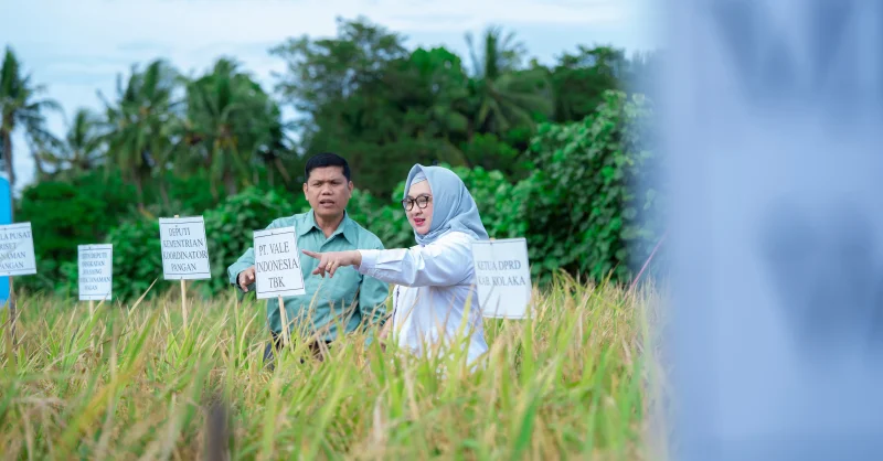 PT Vale Dorong Ketahanan Pangan, Panen Demplot Padi Berkelanjutan di Kolaka Tunjukkan Hasil Positif 1 PT Vale Dorong Ketahanan Pangan, Panen Demplot Padi Berkelanjutan di Kolaka Tunjukkan Hasil Positif