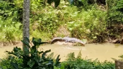 Buaya Muncul di Kali Remba Belakang Kantor PMD Muna Barat, Pegawai Geger
