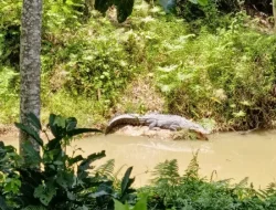 Buaya Muncul di Kali Remba Belakang Kantor PMD Muna Barat, Pegawai Geger