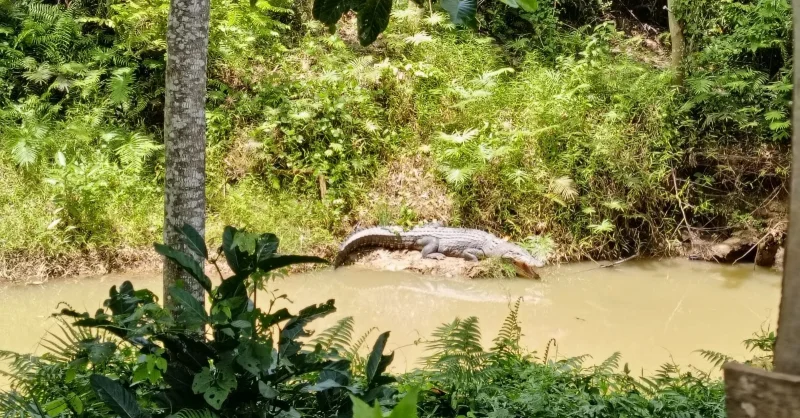 Buaya Muncul di Kali Remba Belakang Kantor PMD Muna Barat, Pegawai Geger 1 Buaya Muncul di Kali Remba Belakang Kantor PMD Muna Barat, Pegawai Geger