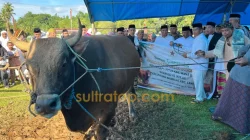 Bupati Muna Barat Saksikan Penyembelihan Sapi Kurban 1,1 Ton Bantuan Presiden Prabowo