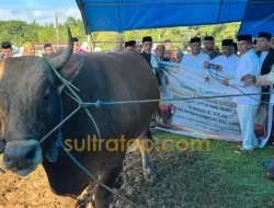 Bupati Muna Barat Saksikan Penyembelihan Sapi Kurban 1,1 Ton Bantuan Presiden Prabowo
