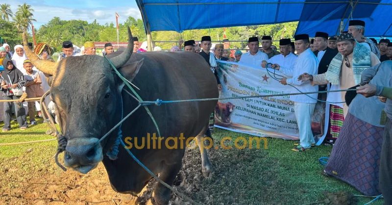 Bupati Muna Barat Saksikan Penyembelihan Sapi Kurban 1,1 Ton Bantuan Presiden Prabowo 1 Bupati Muna Barat Saksikan Penyembelihan Sapi Kurban 1,1 Ton Bantuan Presiden Prabowo