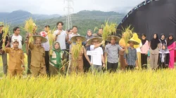 Turun ke Sawah Ikut Pesta Panen, Jaelani Tegaskan Dukungan Penuh untuk Petani Kolaka
