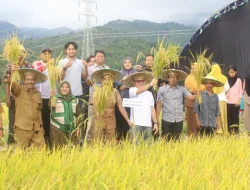 Turun ke Sawah Ikut Pesta Panen, Jaelani Tegaskan Dukungan Penuh untuk Petani Kolaka
