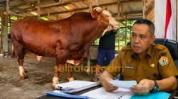 Daftar Sapi Kurban Presiden: Koltim Termahal Rp123 Juta, Muna Terberat 1,1 Ton 5 Daftar Sapi Kurban Presiden: Koltim Termahal Rp123 Juta, Muna Terberat 1,1 Ton