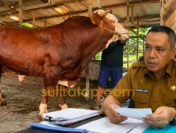 Daftar Sapi Kurban Presiden: Koltim Termahal Rp123 Juta, Muna Terberat 1,1 Ton