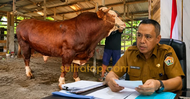 Daftar Sapi Kurban Presiden: Koltim Termahal Rp123 Juta, Muna Terberat 1,1 Ton 1 Daftar Sapi Kurban Presiden: Koltim Termahal Rp123 Juta, Muna Terberat 1,1 Ton