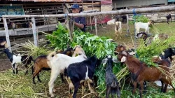 Penjualan Kambing Kurban Anjlok di Kendari, Pedagang Pilih Main Aman 9 Penjualan Kambing Kurban Anjlok di Kendari, Pedagang Pilih Main Aman