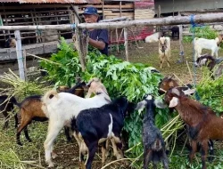 Penjualan Kambing Kurban Anjlok di Kendari, Pedagang Pilih Main Aman